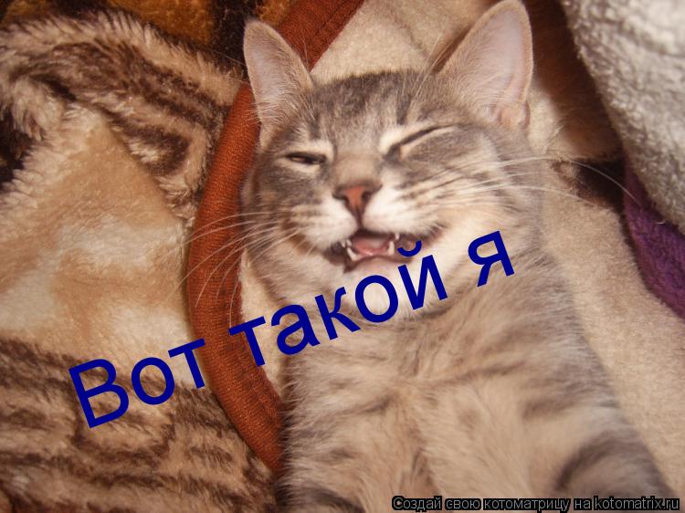 Вот такой я... Котоматрица: Вот такой я