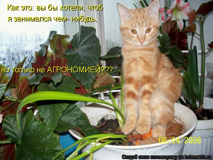 Котоматрица: Как это: вы бы хотели, чтоб я занимался чем- нибудь, но только не АГРОНОМИЕЙ???