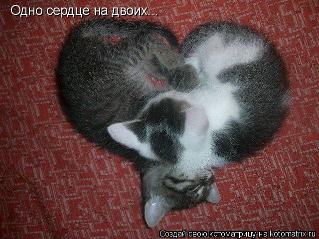 Котоматрица: Одно сердце на двоих...