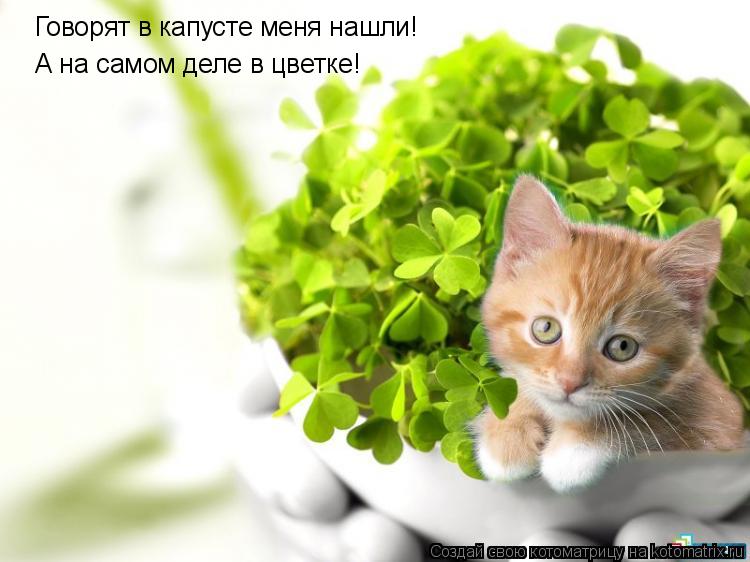 Котоматрица: Говорят в капусте меня нашли! А на самом деле в цветке!