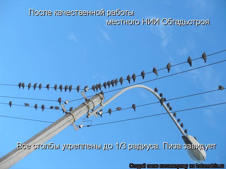 Котоматрица: После качественной работы  местного НИИ Обгадьстроя местного НИИ Обгадьстроя Все столбы укреплены до 1/3 радиуса. Пиза завидует Все столбы 