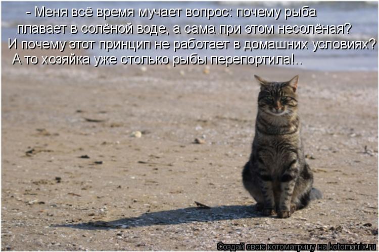 - Меня всё время мучает вопрос: почему рыба плавает в солёной воде, а сама при этом несолёная? И поче... Котоматрица: - Меня всё время мучает вопрос: почему рыба плавает в солёной воде, а сама при этом несолёная? И почему этот принцип не работает в домашних ус