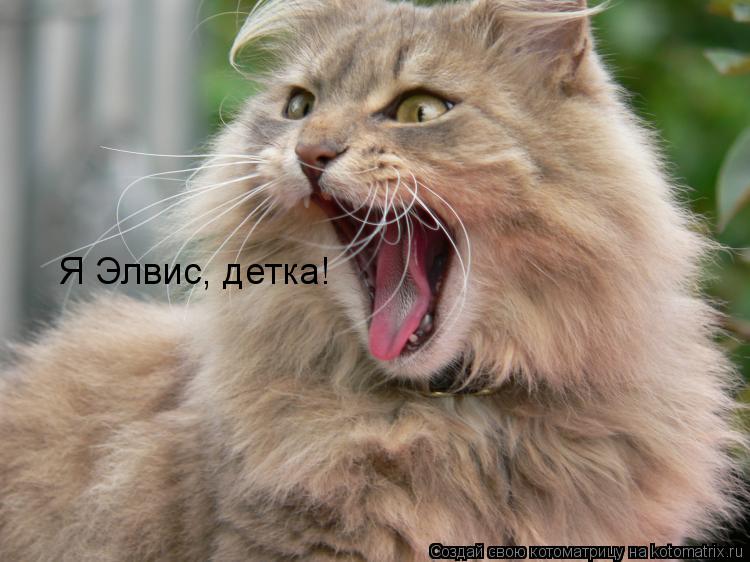 Котоматрица: Я Элвис, детка!