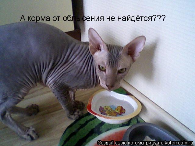 Котоматрица: А корма от облысения не найдётся???