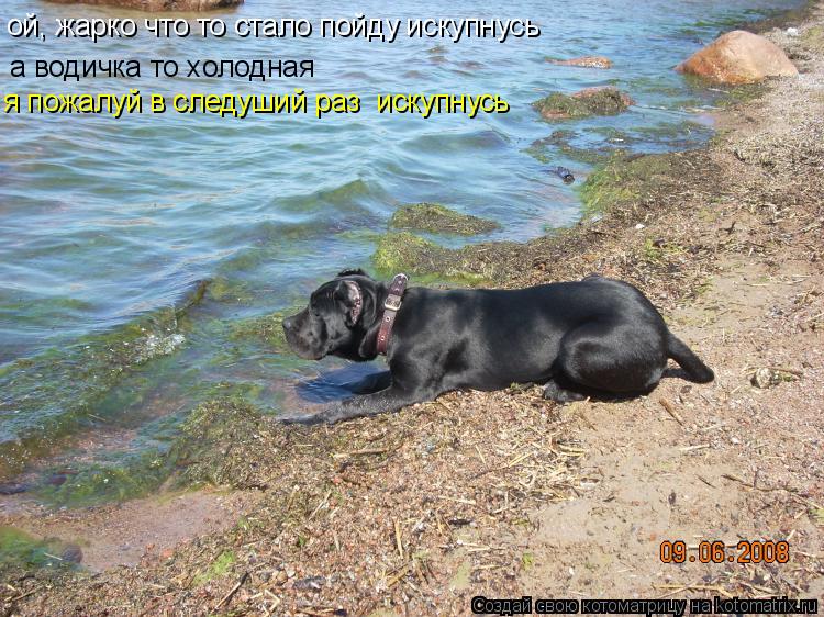 Котоматрица: ой, жарко что то стало пойду искупнусь а водичка то холодная я пожалуй в следуший раз  искупнусь