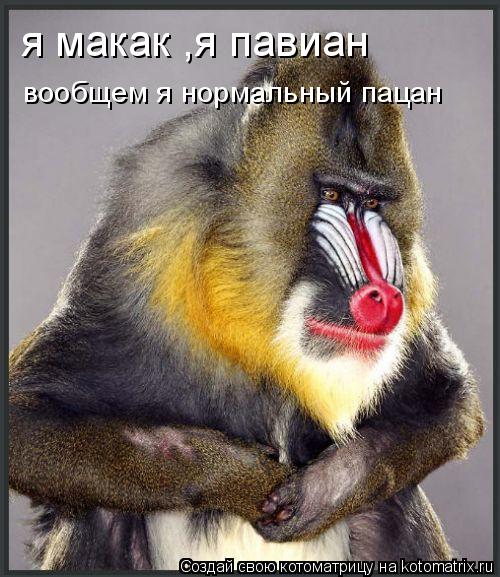 Котоматрица: я макак ,я павиан вообщем я нормальный пацан