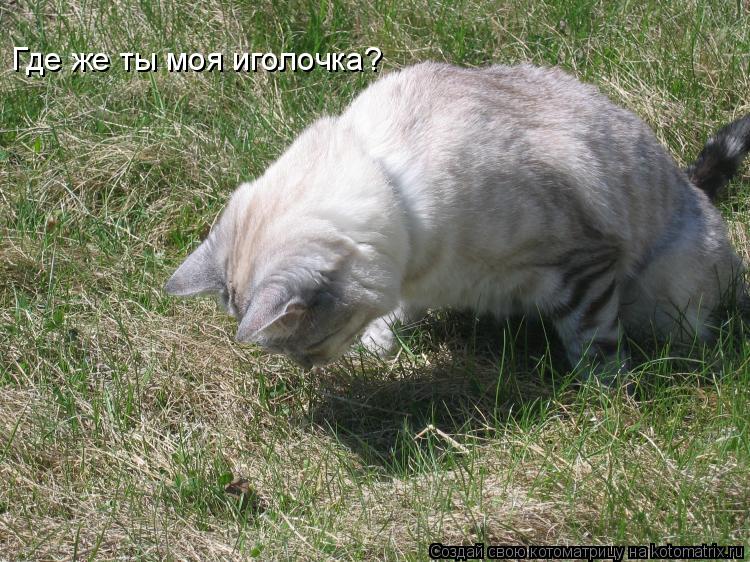 Котоматрица: Где же ты моя иголочка?