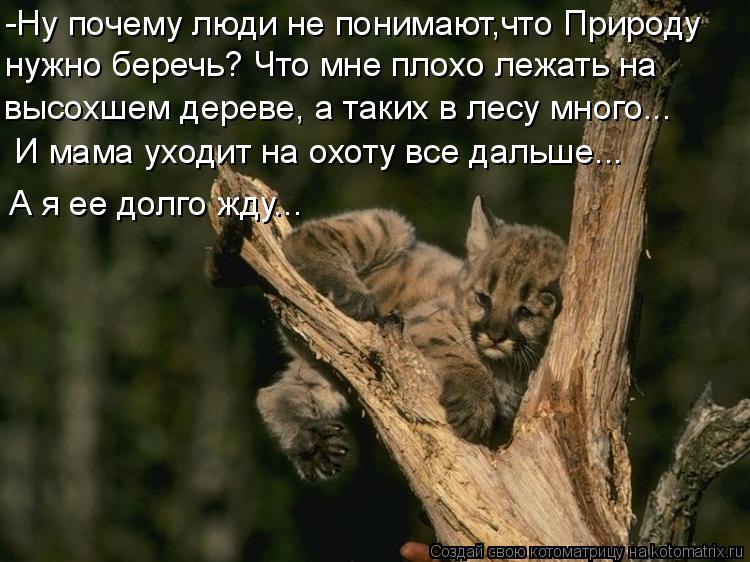 Котоматрица: -Ну почему люди не понимают,что Природу нужно беречь? Что мне плохо лежать на высохшем дереве, а таких в лесу много...  И мама уходит на охоту в