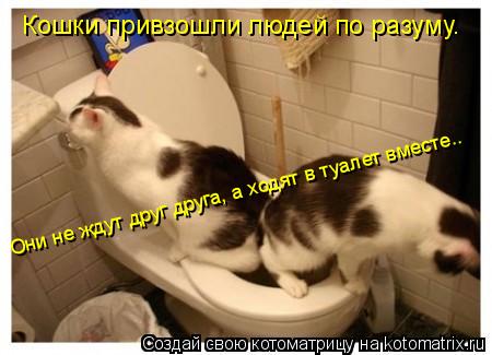 Котоматрица: Кошки привзошли людей по разуму. Они не ждут друг друга, а ходят в туалет вместе..