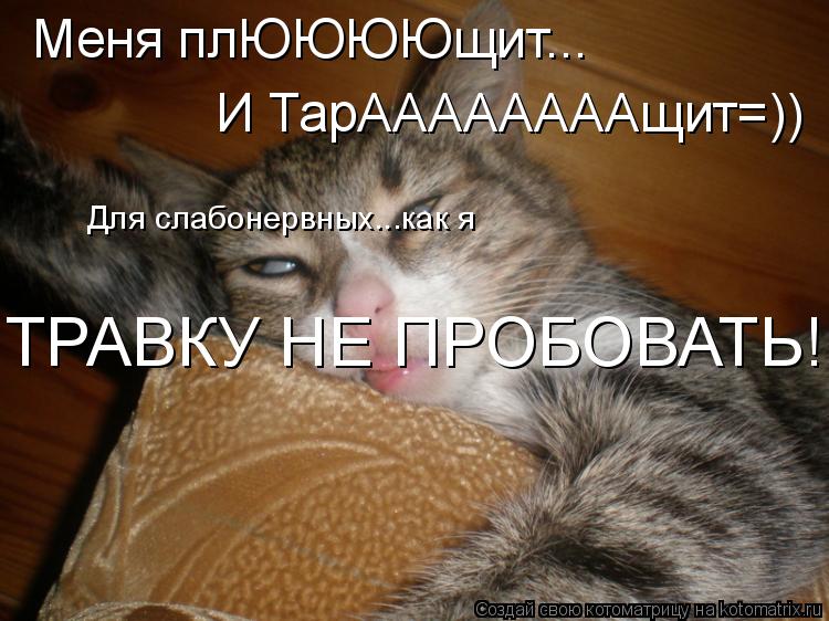 Котоматрица: Меня плЮЮЮЮщит... И ТарААААААААщит=)) Для слабонервных...как я ТРАВКУ НЕ ПРОБОВАТЬ!!
