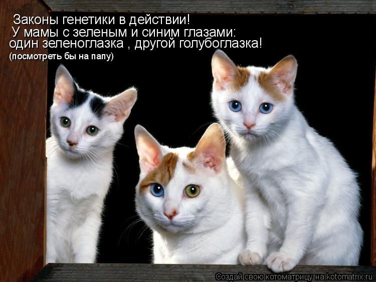 Законы генетики в действии! У мамы с зеленым и синим глазами: один зеленоглазка , другой голубоглазка... Котоматрица: Законы генетики в действии! У мамы с зеленым и синим глазами: один зеленоглазка , другой голубоглазка! (посмотреть бы на папу)