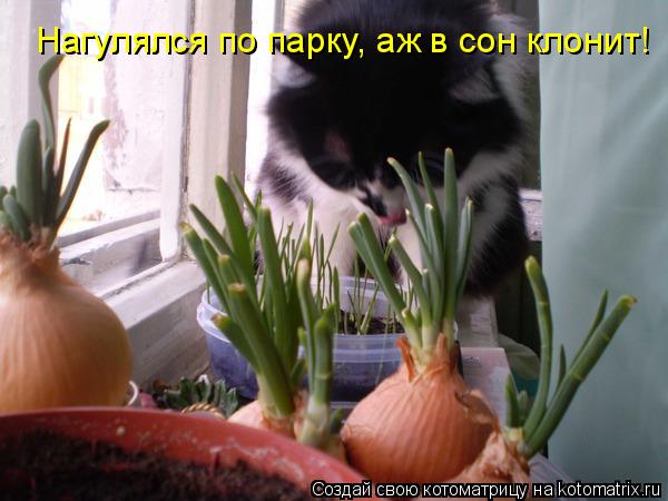 Котоматрица: Нагулялся по парку, аж в сон клонит!