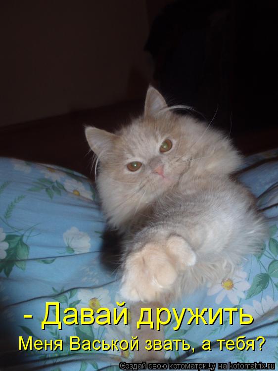 Котоматрица: - Давай дружить Меня Васькой звать, а тебя?