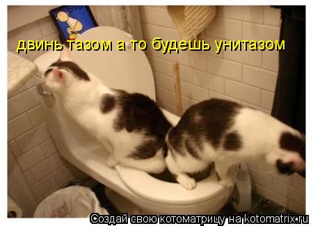 двинь тазом а то будешь унитазом... Котоматрица: двинь тазом а то будешь унитазом