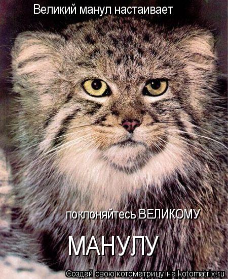 Великий манул настаивает поклоняйтесь ВЕЛИКОМУ поклоняйтесь ВЕЛИКОМУ МАНУЛУ... Котоматрица: Великий манул настаивает поклоняйтесь ВЕЛИКОМУ поклоняйтесь ВЕЛИКОМУ МАНУЛУ