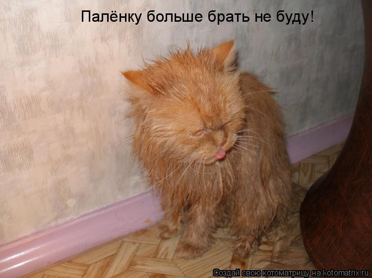 Котоматрица: Палёнку больше брать не буду!