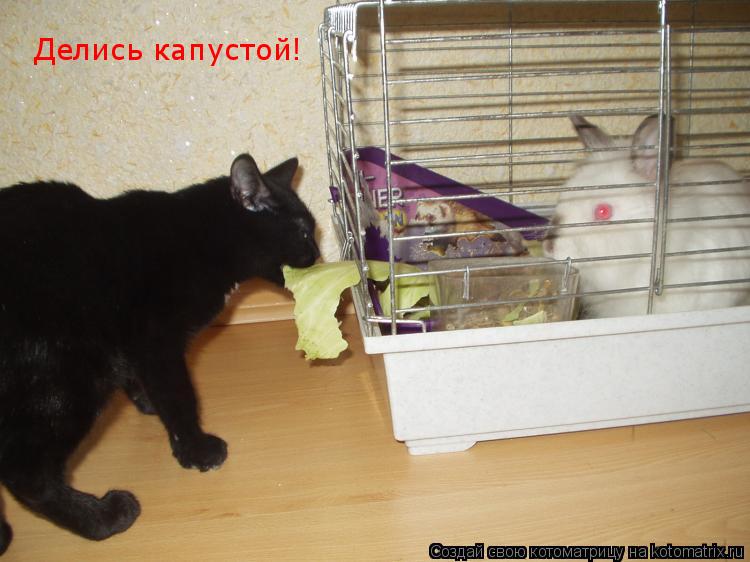 Котоматрица: Делись капустой!