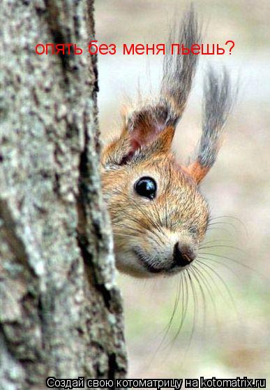 опять без меня пьешь?... Котоматрица: опять без меня пьешь?