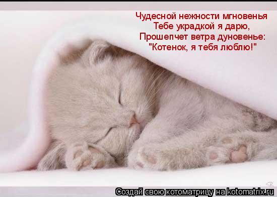 Котоматрица: Чудесной нежности мгновенья Тебе украдкой я дарю, Прошепчет ветра дуновенье: "Котенок, я тебя люблю!"