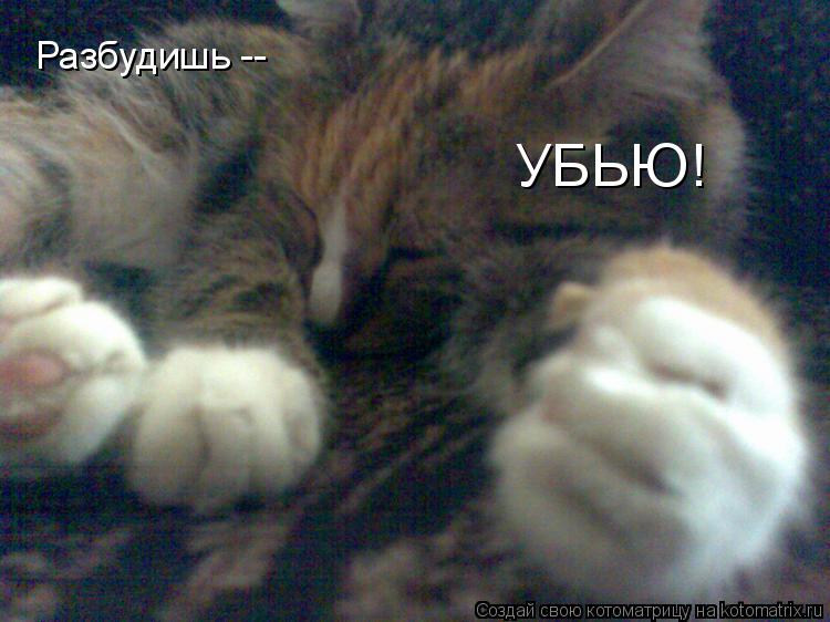 Котоматрица: Разбудишь --  УБЬЮ!