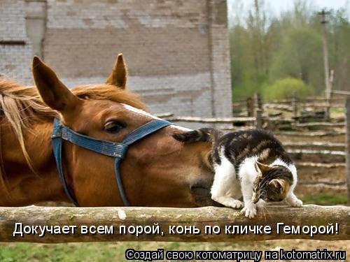 Котоматрица: Докучает всем порой, конь по кличке Геморой!
