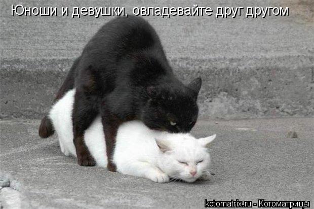 Юноши и девушки, овладевайте друг другом... Котоматрица: Юноши и девушки, овладевайте друг другом