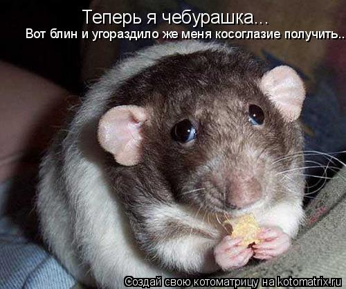 Котоматрица: Теперь я чебурашка... Вот блин и угораздило же меня косоглазие получить...