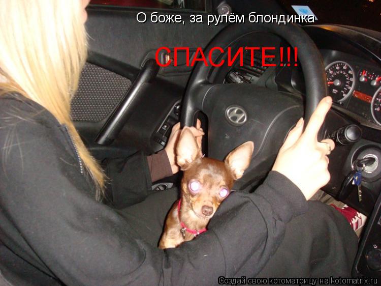 Котоматрица: О боже, за рулём блондинка СПАСИТЕ!!!
