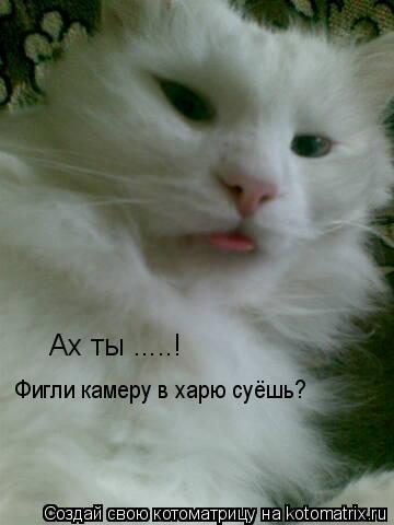 Котоматрица: Ах ты .....!                           Фигли камеру в харю суёшь?