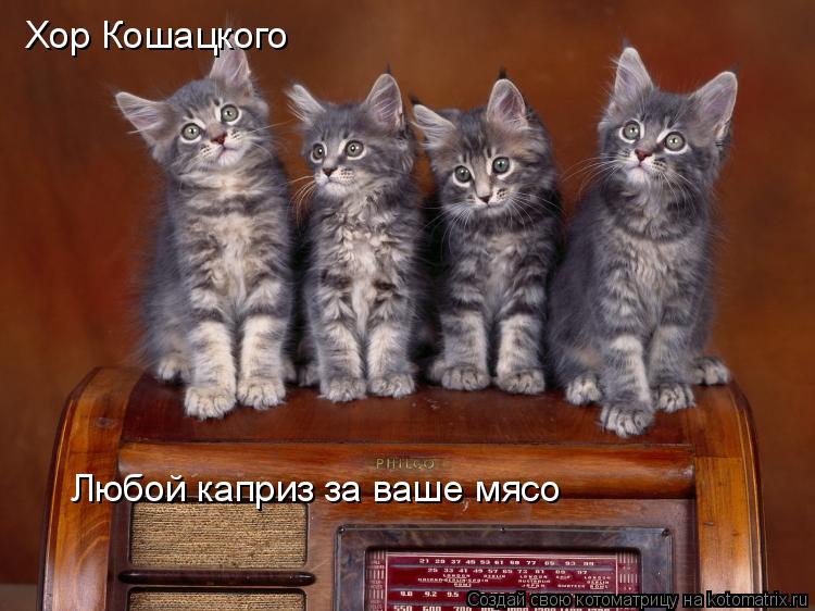 Котоматрица: Хор Кошацкого Любой каприз за ваше мясо