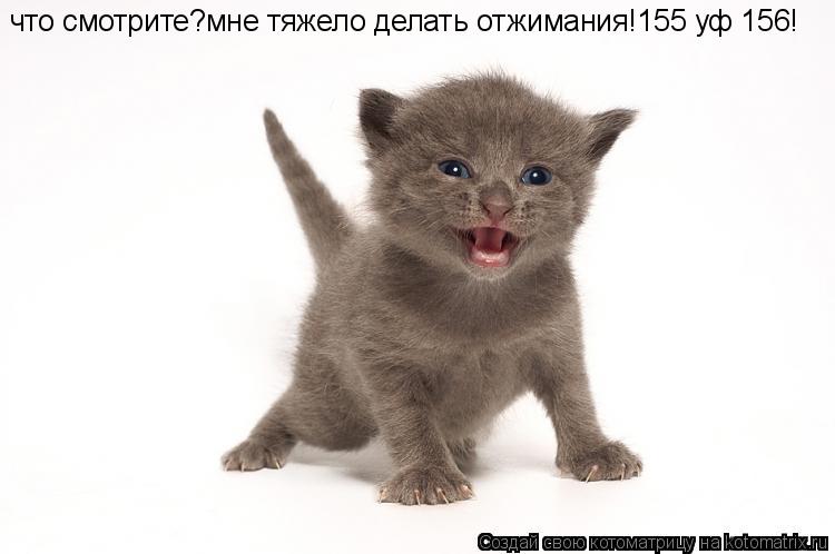 Котоматрица: что смотрите?мне тяжело делать отжимания!155 уф 156!
