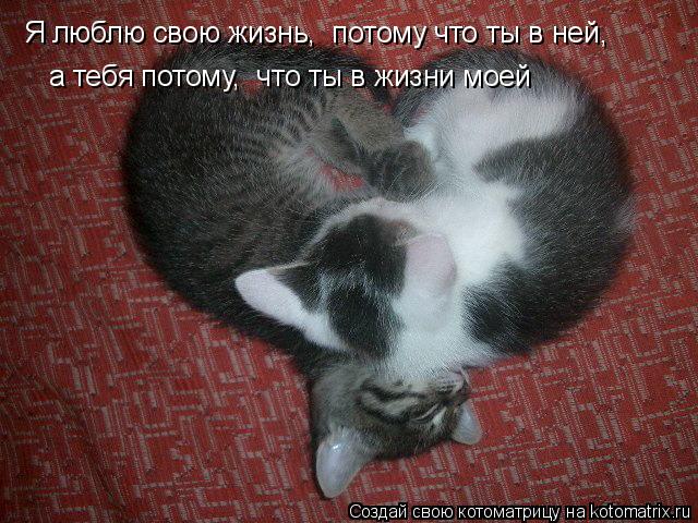 Котоматрица: Я люблю свою жизнь,  потому что ты в ней, а тебя потому,  что ты в жизни моей
