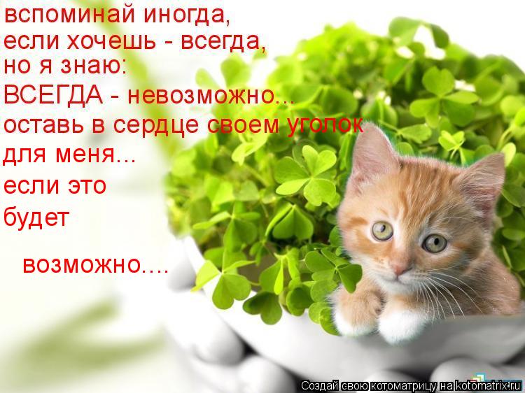 Котоматрица: уголок  для меня... если это будет возможно....