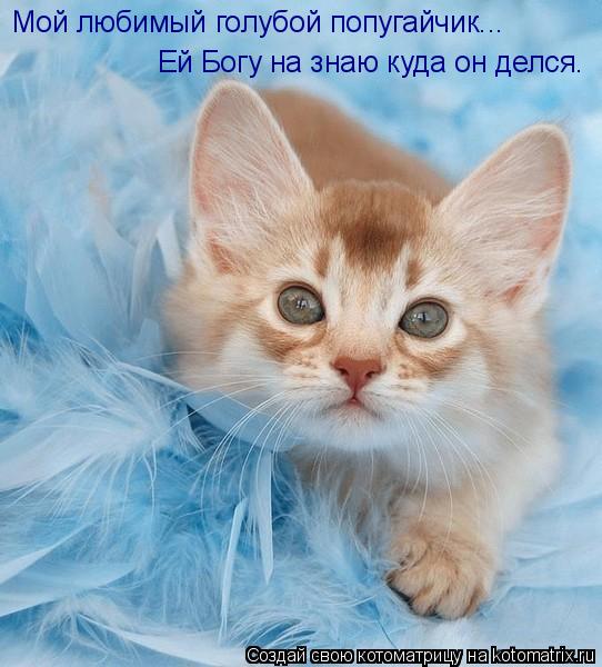 Мой любимый голубой попугайчик... Ей Богу на знаю куда он делся.... Котоматрица: Мой любимый голубой попугайчик... Ей Богу на знаю куда он делся.