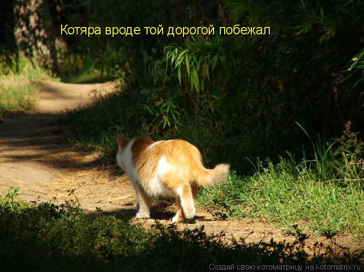 Котоматрица: Котяра вроде той дорогой побежал