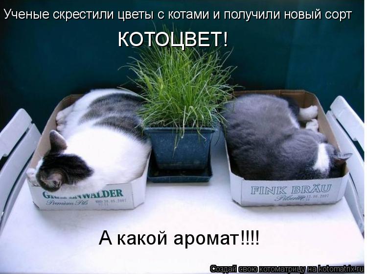 Котоматрица: Ученые скрестили цветы с котами и получили новый сорт КОТОЦВЕТ! А какой аромат!!!!