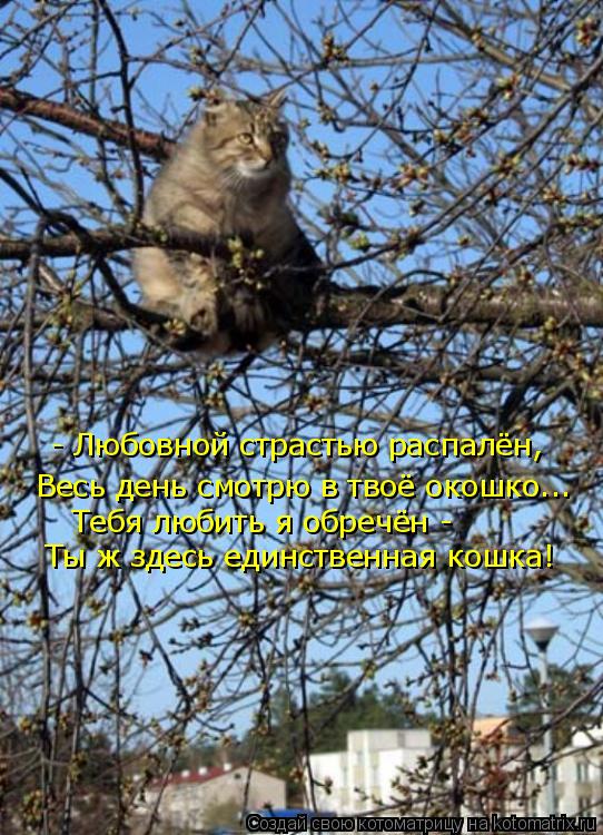 http://kotomatrix.ru/images/lolz/2009/02/14/Sd.jpg