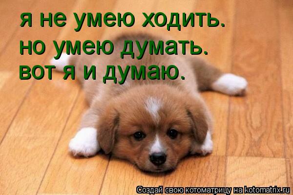 Котоматрица: я не умею ходить. но умею думать. вот я и думаю.