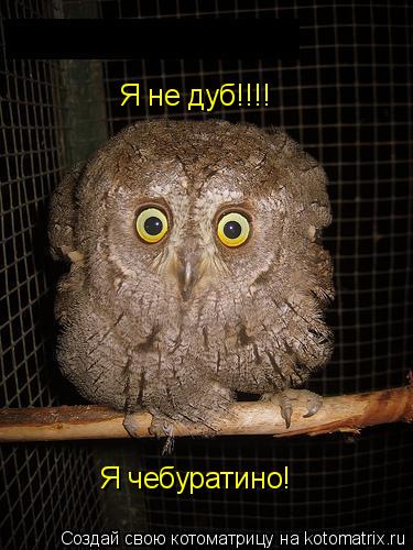 Котоматрица: Я не дуб!!!! Я чебуратино!