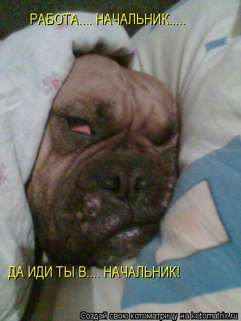 Котоматрица: РАБОТА.... НАЧАЛЬНИК..... ДА ИДИ ТЫ В.... НАЧАЛЬНИК!