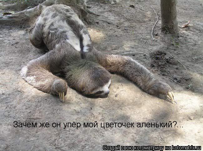 Котоматрица: Зачем же он упёр мой цветочек аленький?...