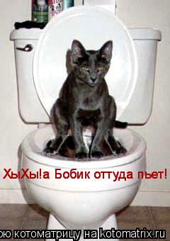 Котоматрица: ХыХы!а Бобик оттуда пьет! ХыХы!а Бобик оттуда пьет!