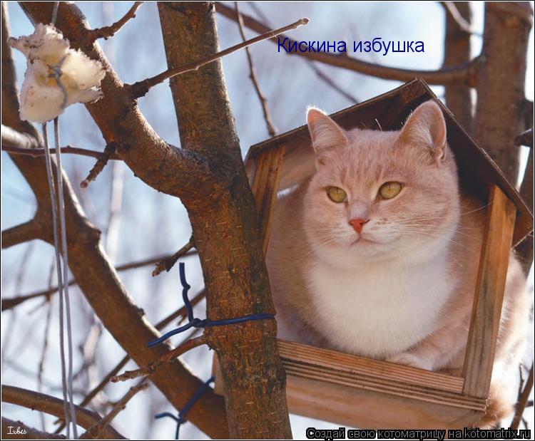 Котоматрица: Кискина избушка