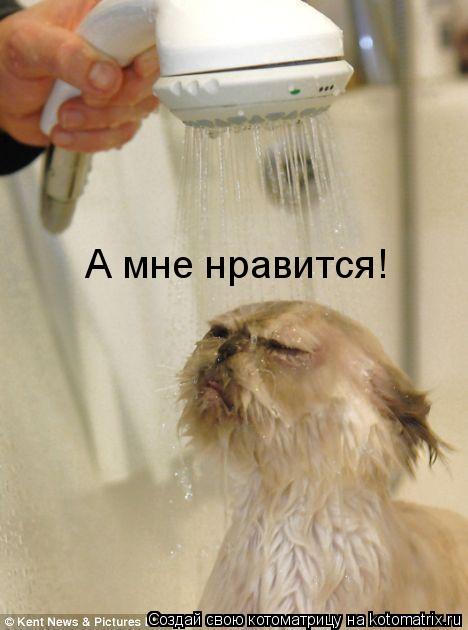 Котоматрица: А мне нравится!