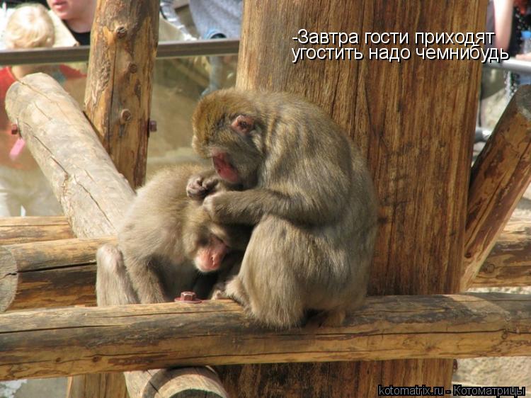 Котоматрица: -Завтра гости приходят угостить надо чемнибудь