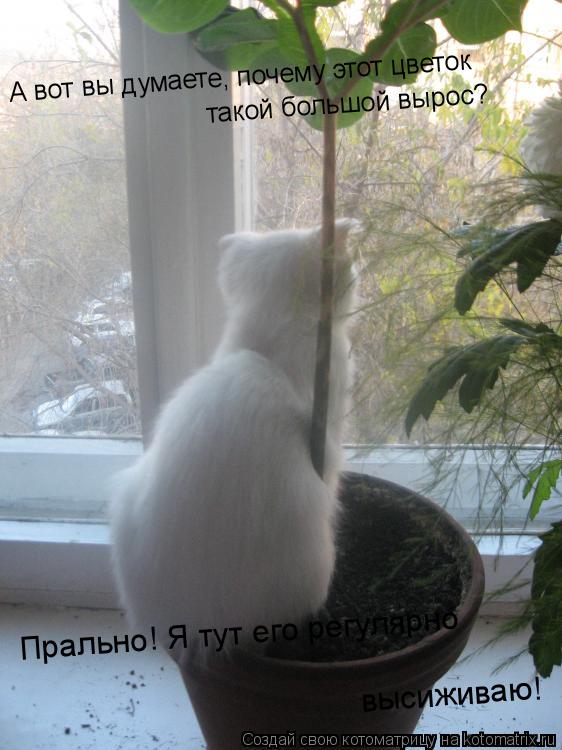 Котоматрица: А вот вы думаете, почему этот цветок такой большой вырос? А вот вы думаете, почему этот цветок такой большой вырос? Прально! Я тут его регуляр