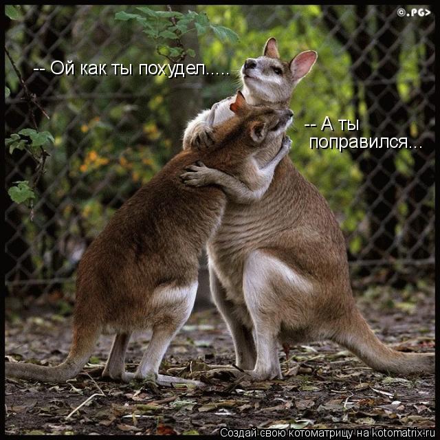 Котоматрица: -- Ой как ты похудел.....  -- А ты   поправился...