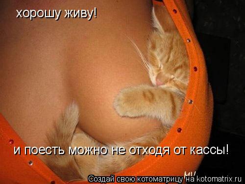 Котоматрица: хорошу живу! и поесть можно не отходя от кассы!