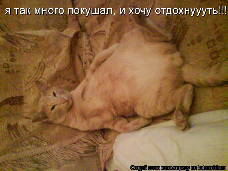 Котоматрица: я так много покушал, и хочу отдохнуууть!!!