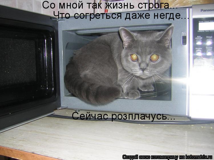 Котоматрица: Со мной так жизнь строга... Со мной так жизнь строга... Что согреться даже негде... Что согреться даже негде... Сейчас розплачусь...